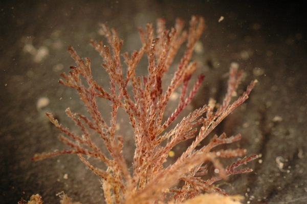 Photo by Melissa Frey, Royal British Columbia Museum. Examples of this species of invasive bryozoan, Bugula neritina, have been discovered near Ketchikan.