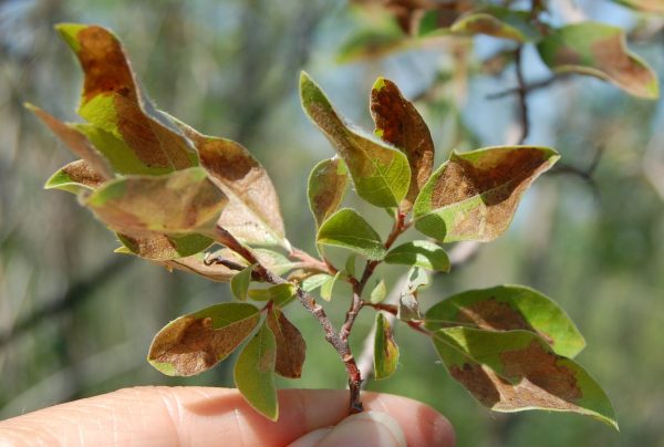 Photos by Diane Wagner. These leaves show damage done by the willow leafblotch miner.