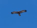 Photo by Neil Paprocki. A golden eagle soars overhead.