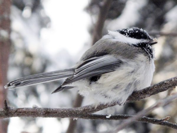 Photo by Ned Rozell. A black-capped chickadee fluffs up at 40 degrees below zero.