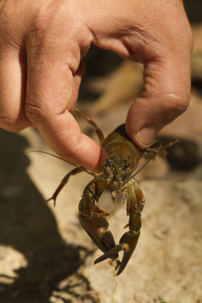 Photo from iStock. Invasive signal crayfish such this one have been found in the Buskin River watershed on Kodiak Island. Locals are harvesting the crayfish for sport and to eat.