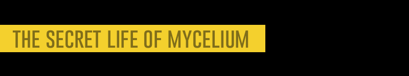 A sample course banner for The Secret Life of Mycelium with a firework exploding.