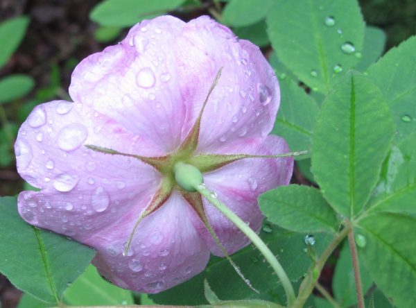 Photo by Ned Rozell. Raindrops bead up on a wild rose blossoming in Interior Alaska.