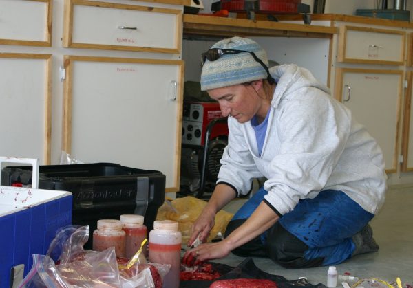 Photo courtesy of Gay Sheffield. Alaska Sea Grant Marine Advisory agent Gay Sheffield prepares tissue samples for research into the health of bowhead whales.
