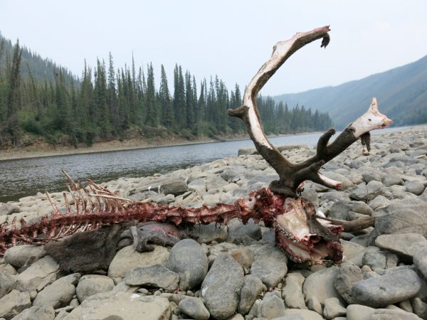 Photo by Ned Rozell. A caribou killed by wolves on a gravel bar of the Fortymile River in the Yukon Territory, just east of the Alaska border.
