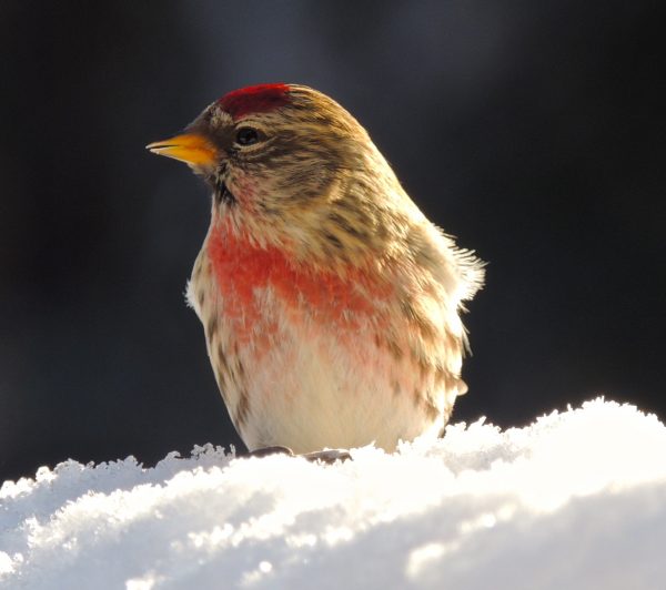 Photo by Anne Ruggles. A common redpoll catches some sun in Fairbanks.