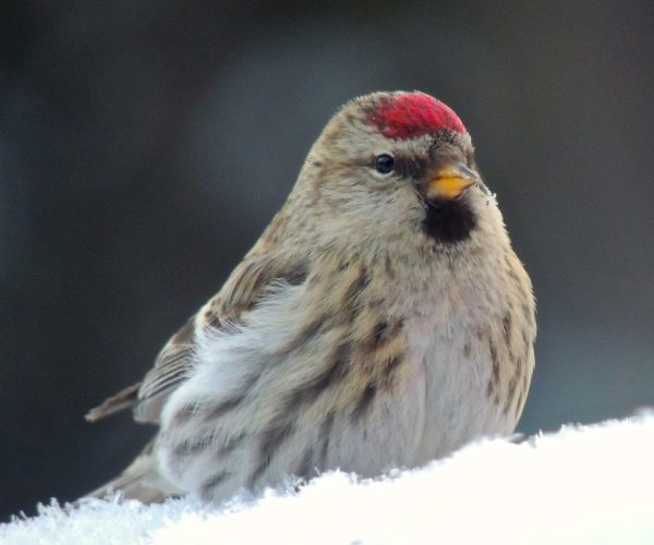 Photo by Anne Ruggles. A common redpoll pauses on a winter day in Fairbanks.