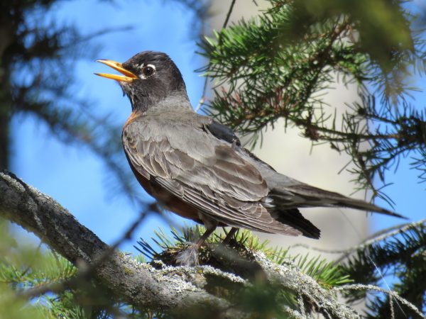 American Robins Not Heading North Quite Yet Uaf News And Information