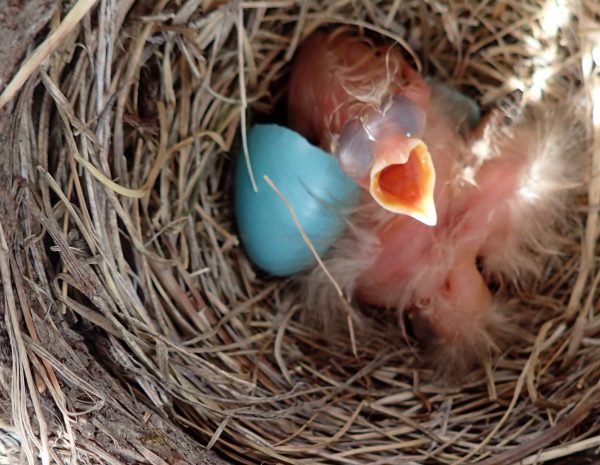  Photo by Ned Rozell. A robin chick opens its beak in a nest near the Ch’idriinjik River, formerly called the Chandalar River's middle fork.