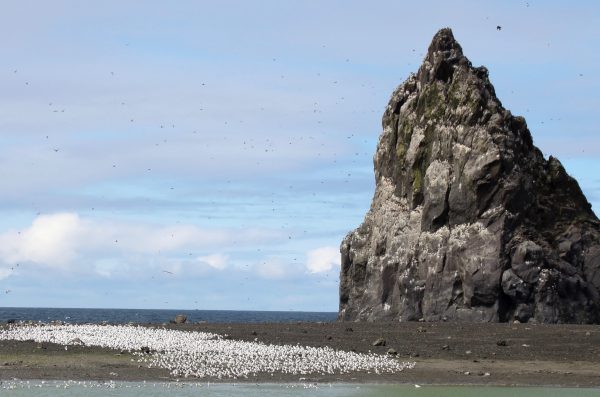 Photo by Gabrielle Tepp, Alaska Volcano Observatory/U.S. Geological Survey. A flock of gulls or kittiwakes covers a beach on Bogoslof Island during a visit by scientists in August 2018.