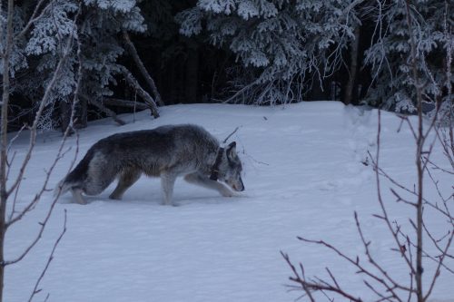 Photo by Ned Rozell. A 9-year-old female wolf with a satellite collar limps alongside the highway near Denali National Park in February 2019.