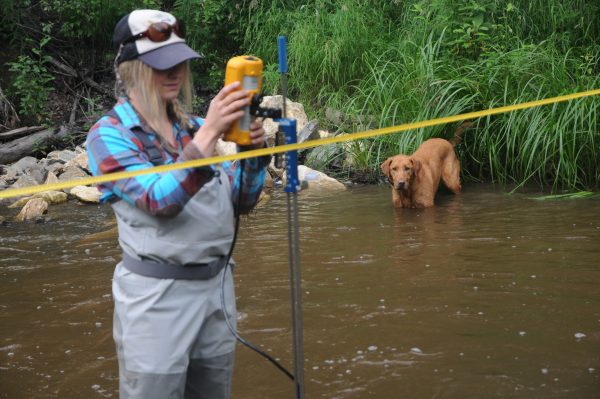 Photo by Sam Friedman. Deanna Klobucar measures the flow in Cripple Creek, which feeds into the lower Chena River just west of Fairbanks, while Trout the dog supervises.