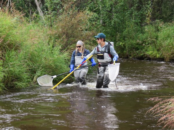 Photo by Lauren Frisch. Deanna Klobucar, left, and Elizabeth Hinkle wade up Colorado Creek, which drains into the upper Chena River east of Fairbanks. They're using an electroshocker to collect fish samples.