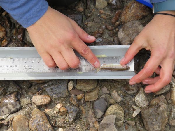 Photo by Lauren Frisch. Elizabeth Hinkle measures a small grayling collected in Colorado Creek, which drains into the upper Chena River east of Fairbanks.