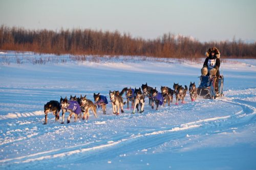 Image courtesy of Krista Heeringa. An Iditarod sled dog team travels along a frozen river.