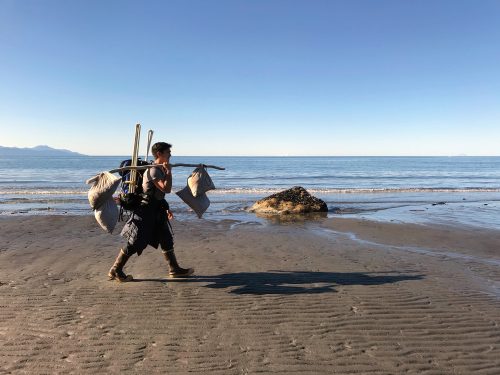 Chris Guo photo. Brian Ulaski carries seaweed samples back to his car to transport to the Kasitsna Bay Laboratory in Kachemak Bay.