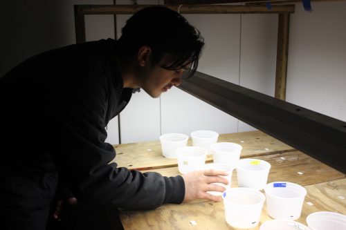 Marta Ree photo. Brian Ulaski prepares samples for a spore release experiment.