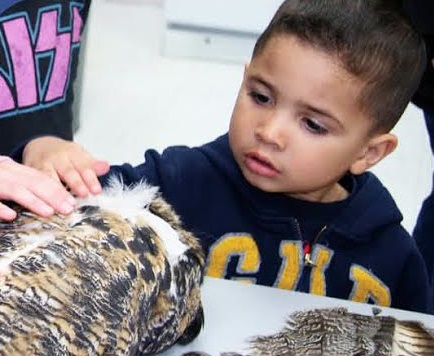 UAF photo. A young visitor examines a bird specimen during a museum open house.