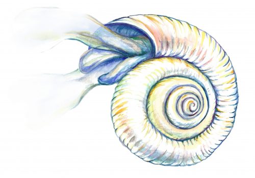 Image by Kristen Krumhardt. Pteropods, a type of sea snail illustrated here, could see reduced habitat from acidification in the Southern Ocean.