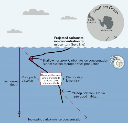 Image courtesy of International Arctic Research Center. This figure illustrates a new relatively shallow layer emerging in the Southern Ocean where the concentration of carbonate ions in the water is too low for pteropods to maintain their shells.