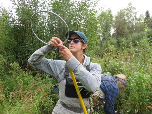 Lauren Frisch photo. Elizabeth Hinkle prepares an electroshocker to collect fish samples in Colorado Creek outside of Fairbanks. Hinkle is one of the student speakers during the Fairbanks science communication event.