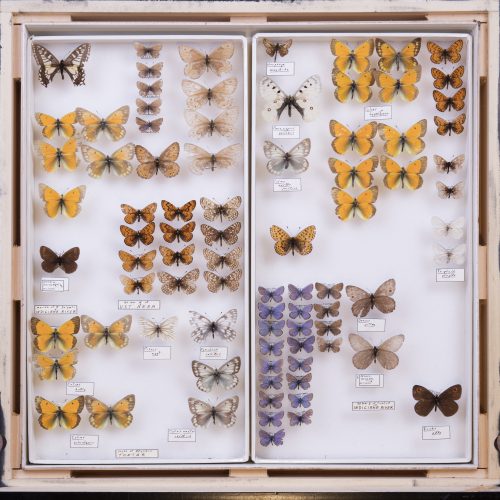 Photo courtesy of UA Museum of the North. One of hundreds of specimen drawers from the collection of Kenelm Philip.