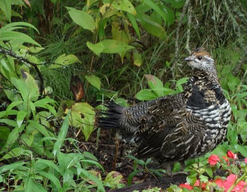 Photo by Ned Rozell. A spruce grouse watches from a thicket of summer vegetation.