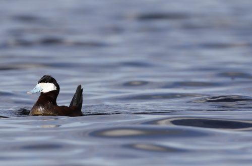 Photo by Adam Grimm, USFWS. A male ruddy duck swims in a lake within the Yukon Flats National Wildlife Refuge.