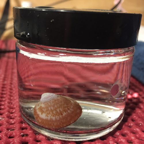 Photo courtesy Brittany Jones. A clam from the seafloor off western Alaska sits in a jar scientists use to measure respiration.