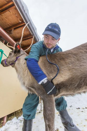UAF photo by Todd Paris. Veterinary medicine major Chris Clement checks the heartbeat of a reindeer during a class outing to UAF's Large Animal Research Station.