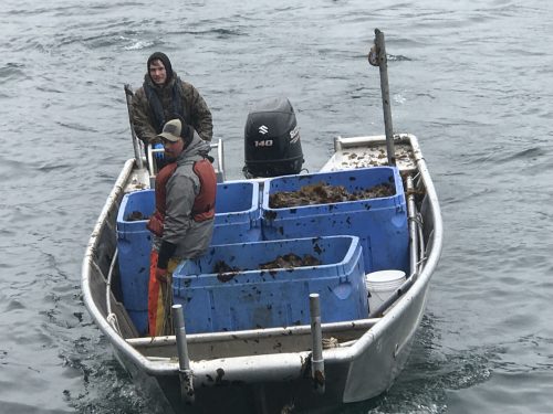Photo courtesy of Lexa Meyer. Kodiak Kelp Co. harvesters approach a dock with a load of freshly collected seaweed for Blue Evolution, a California-based company that is expanding its farming operations in Alaska.
