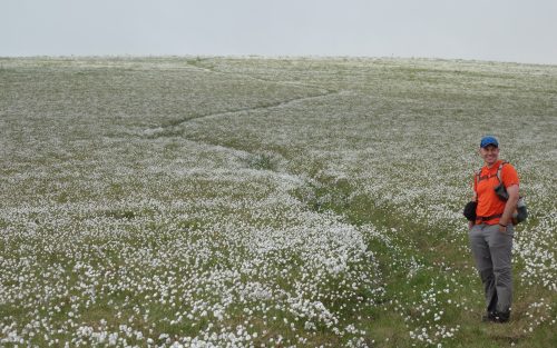 Photo by Ned Rozell. Jay Cable of Fairbanks hikes a ridge of cottongrass on a trek from the Dalton Highway to Eureka.