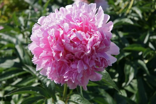 Photo courtesy of Georgeson Botanical Garden. This Hermione peony is one of about 150 varieties at the Georgeson Botanical Garden.