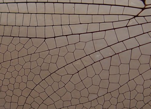 Photo by Ned Rozell. This close-up photograph reveals the unique pattern in a dragonfly wing.