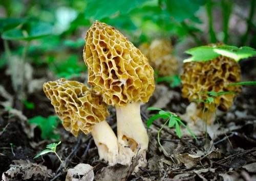 iStock photo. Morel mushrooms tend to show up the year after a forest fire in conifer and hardwood forests.