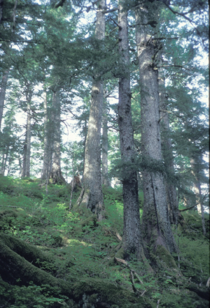 Photo by Dave Klein. An evergreen forest covers the steep terrain of Coronation Island in Southeast Alaska. Alaska biologists in 1960 placed four wolves on the island, which lies on the outermost edge of the Alexander Archipelago, west of Prince of Wales Island's northern end. The wolves reproduced initially, but none remained by 1983.