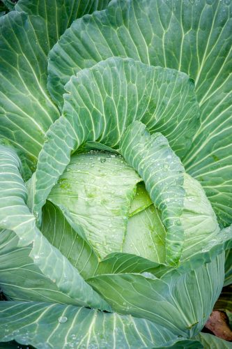 Photo by Edwin Remsberg. A large cabbage grows at the Georgeson Botanical Garden in Fairbanks.