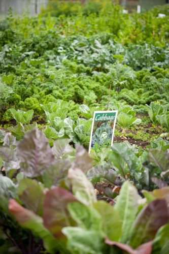 Photo by Edwin Remsberg. This large garden includes kale and cabbage.