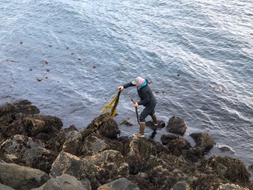 Photo courtesy of Aleutians East Borough. Resident Tina Anderson searches for kelp along the shoreline near the town of Sand Point, located on Popof Island south of the Alaska Peninsula.