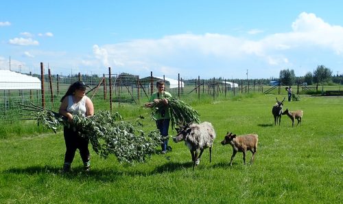 Photo by Vladimir Alexeev. PEP AK students Summer Morse and Dillon Quealey carry willow branches to feed reindeer during a visit to the UAF Fairbanks Experiment Farm.