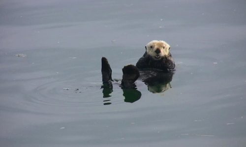 Photo by Riley Woodford, Alaska Department of Fish and Game. A sea otter in Glacier Bay, perhaps a descendent of otters moved from Amchitka Island in the 1960s.
