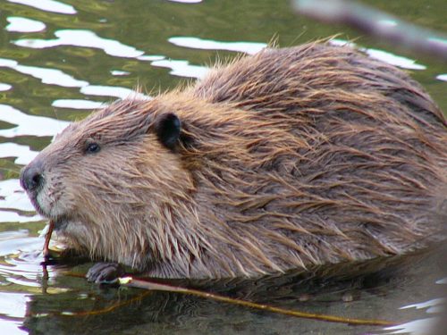 Photo by Frank Zmuda, Alaska Department of Fish and Game. Beavers like this one were once captured in Cordova and released in Kodiak, to establish a population there.
