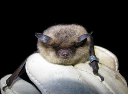 Photo by Jesika Reimer. A little brown bat rests on a glove.