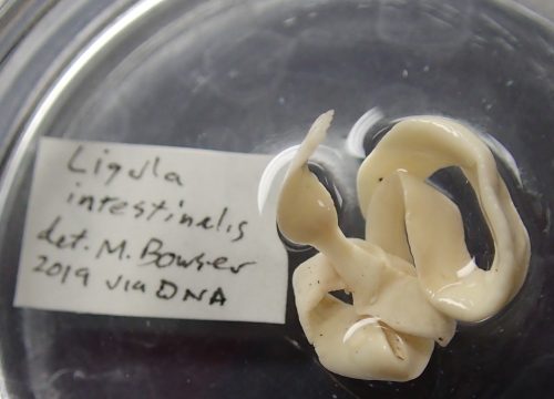 Photo by Ned Rozell. This seldom-seen species of fish tapeworm, Ligula intestinalis, was found by Cynthia Pflughoeft and is now at the UA Museum of the North.