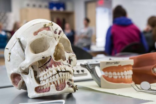 Photo courtesy College of Natural Science and Mathematics. This model of a human skull engaged participants at a previous Alaska Interior Medical Education Summit.