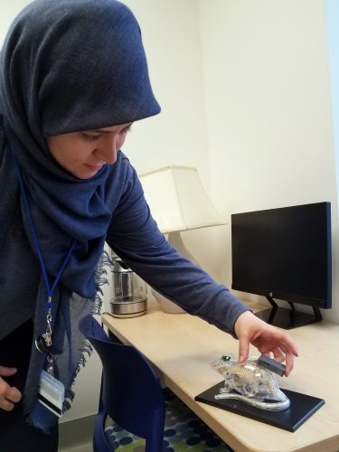 Photo by Jeff Richardson. UAF researcher Bahareh Barati demonstrates her prototype of an imaging device for laboratory animals in her office at the Engineering, Learning and Innovation Facility.