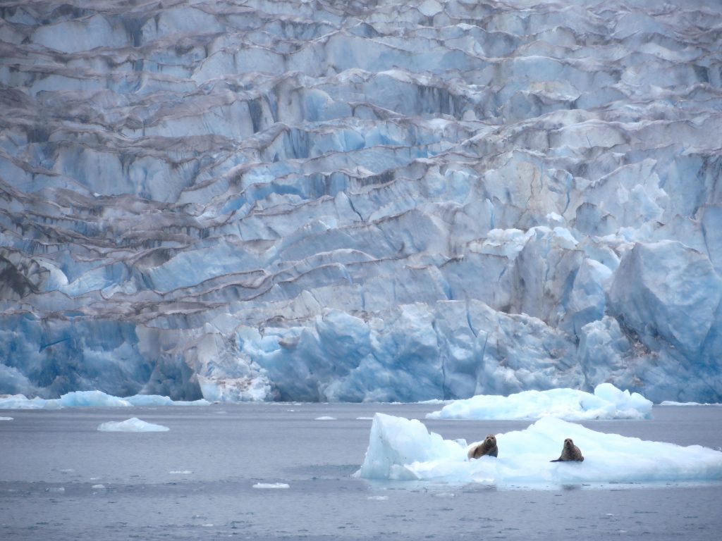 Photo by Joanna Young. Seals rest on icebergs near McBride Glacier in Glacier Bay National Park, located in Southeast Alaska.