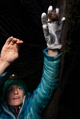 Photo by James Evans, University of Alaska Anchorage. Biologist Jesika Reimer removes a little brown bat from a mist net on Joint Base Elmendorf-Richardson in 2018.