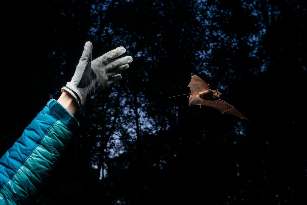Photo by James Evans, University of Alaska Anchorage. On Joint Base Elmendorf-Richardson in 2018, biologist Jesika Reimer releases a little brown bat with a radio transmitter on its back.