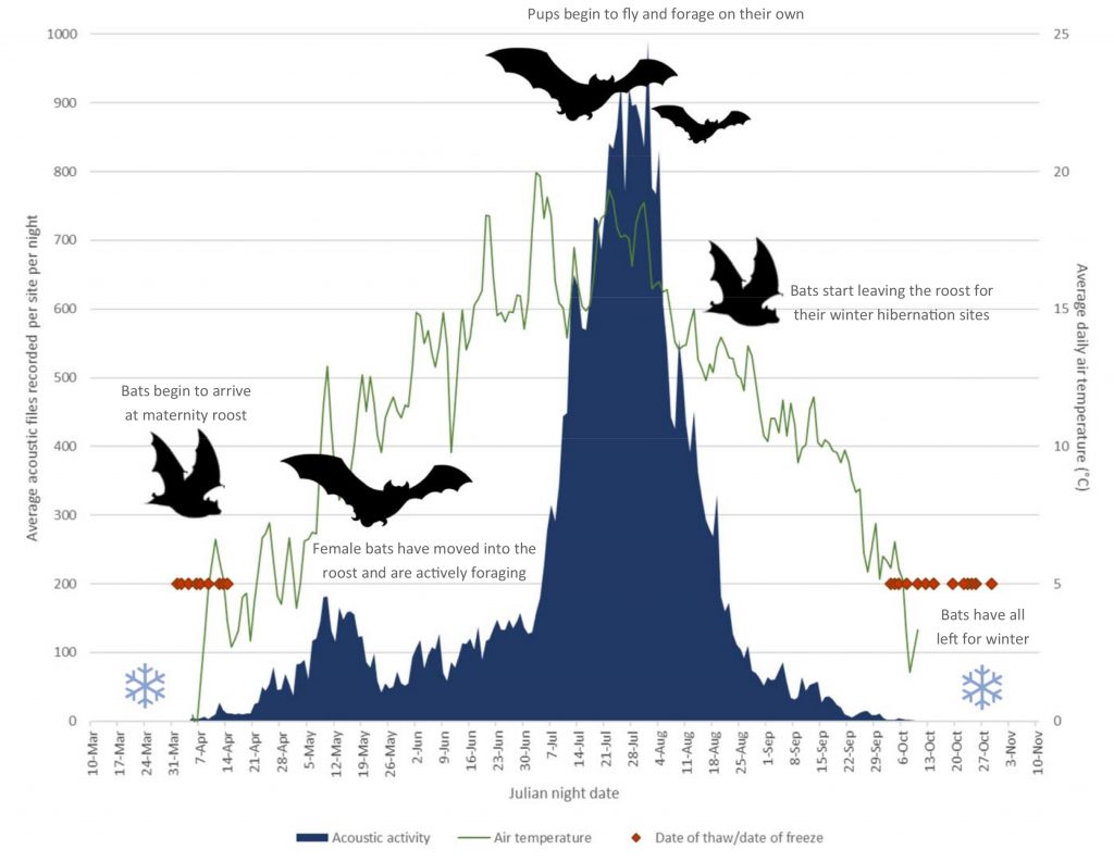 Image courtesy of Jesika Reimer. Biologist Jesika Reimer of Taiga Wildlife Research in Anchorage created this graphic showing the summer activity of little brown bats in northern Alaska.